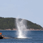 Tội hủy hoại nguồn lợi thủy sản theo Điều 242 BLHS 2015