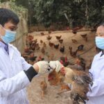 Tội làm lây lan dịch bệnh nguy hiểm cho động vật, thực vật