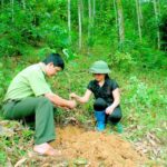 Tội vi phạm quy định về quản lý rừng theo Điều 233 BLHS