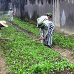 Tội đánh tháo người bị bắt, bị tạm giữ, tạm giam, người đang bị áp giải, xét xử, chấp hành án phạt tù