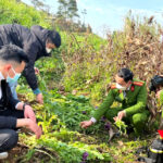 Tội trồng cây thuốc phiện, cây côca, cây cần sa hoặc các loại cây khác có chứa chất ma túy