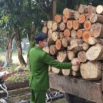 Tội vi phạm quy định về khai thác, bảo vệ rừng và lâm sản